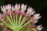 Purple milkweed